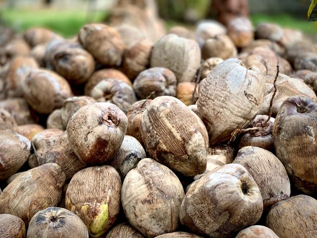 Coconut 