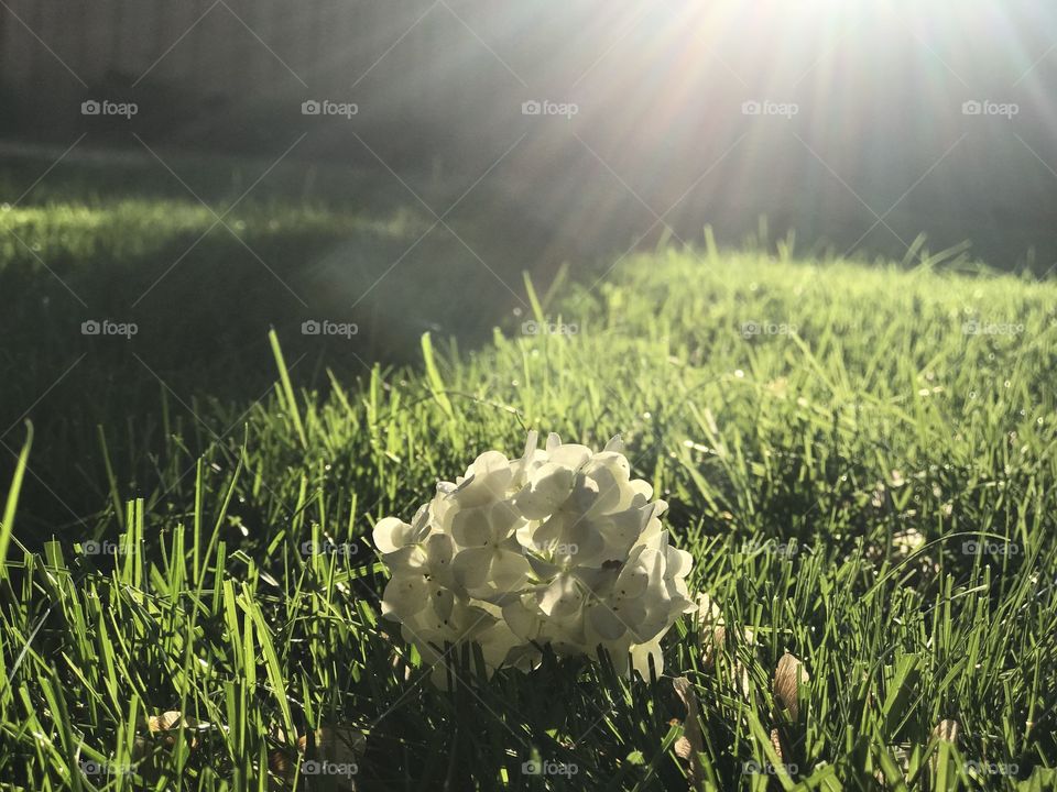 Flower on the lawn 