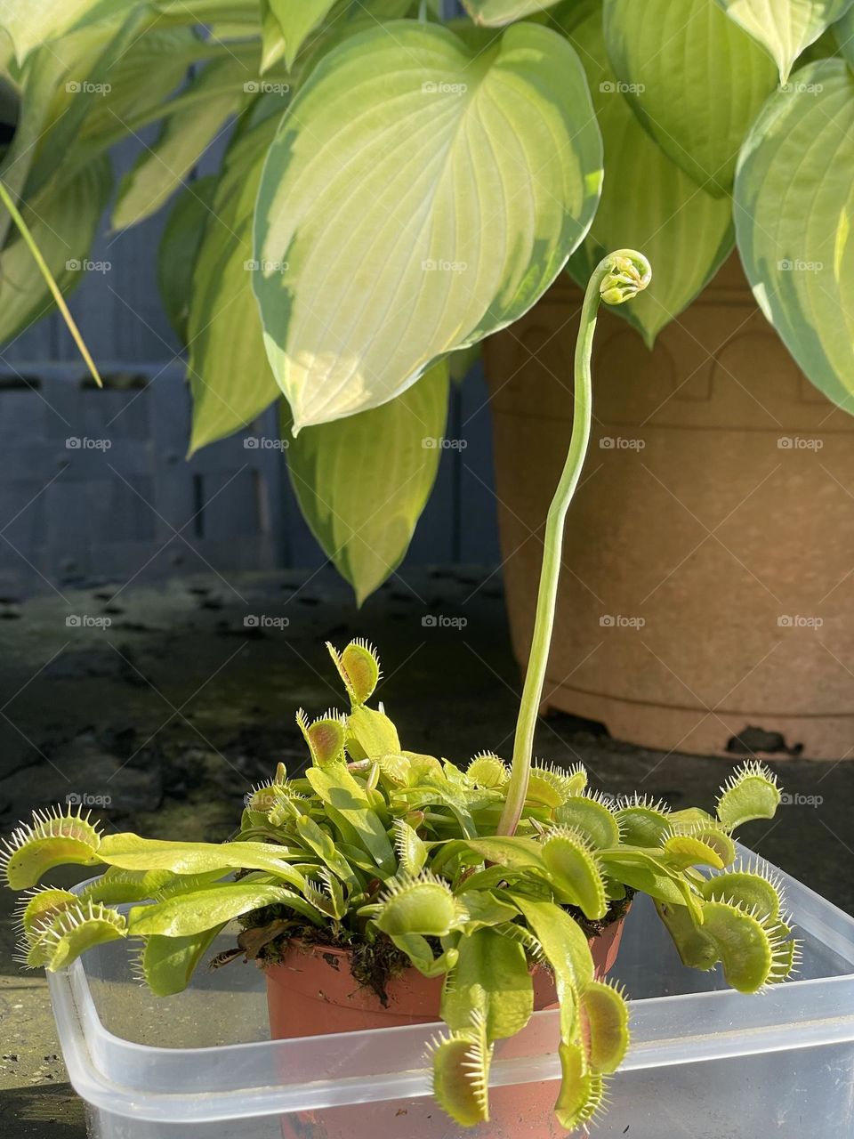 Elvis my Venus flytrap .. letting him enjoy one flower to form this year … it’s growing very tall !