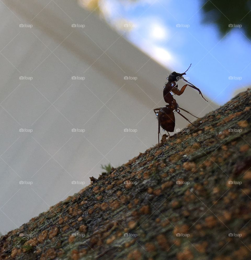 Carpenter Ant