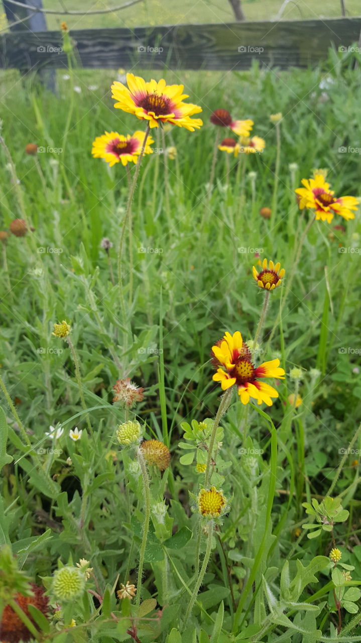 wildflowers