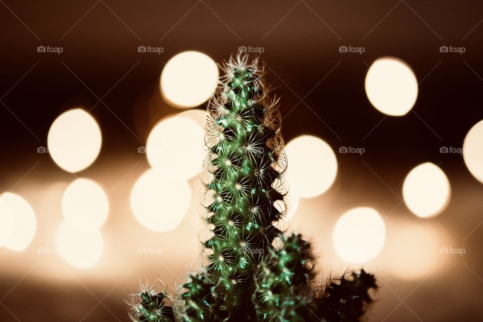 Bokeh Kaktus 