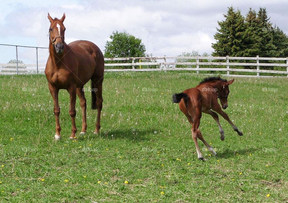 Mare and foal