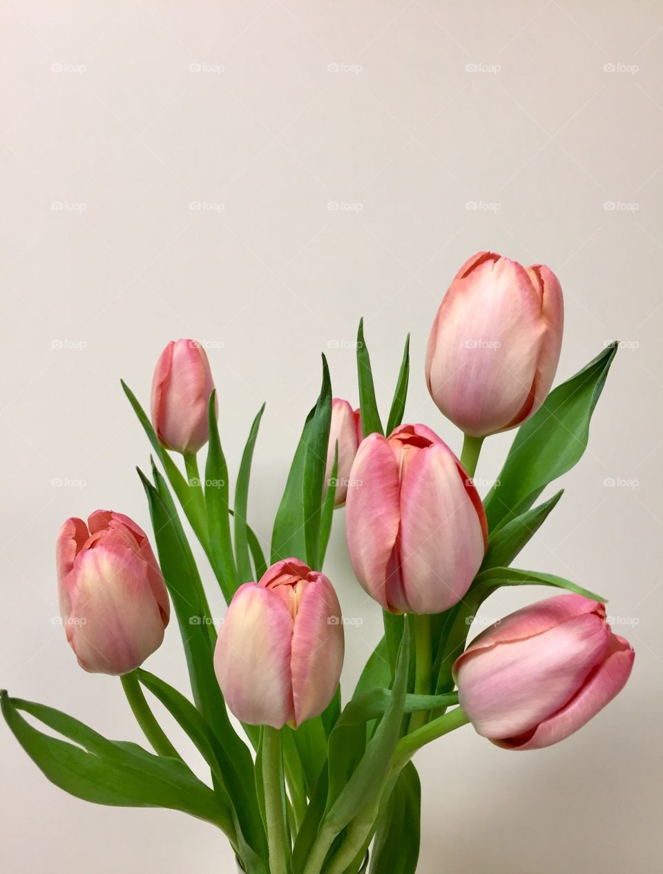 Close-up of pink tulips