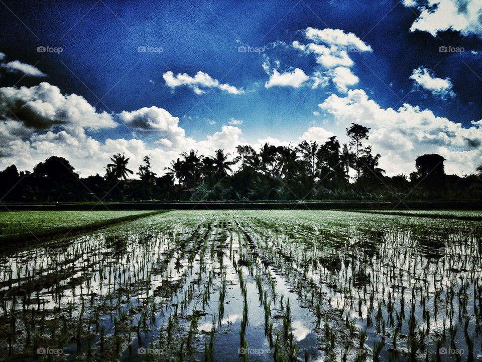 BALI RICE FIELD