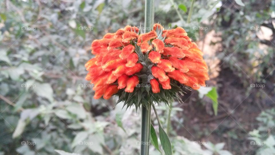 A beautiful flowers in the forest.