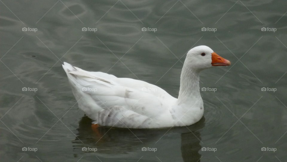 Goose swimming