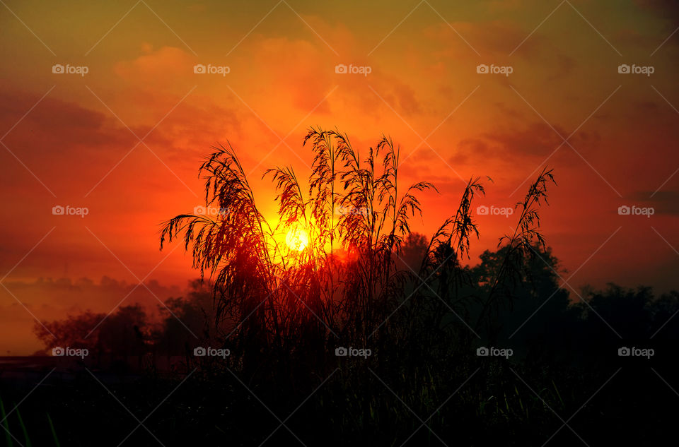 grass and sunset