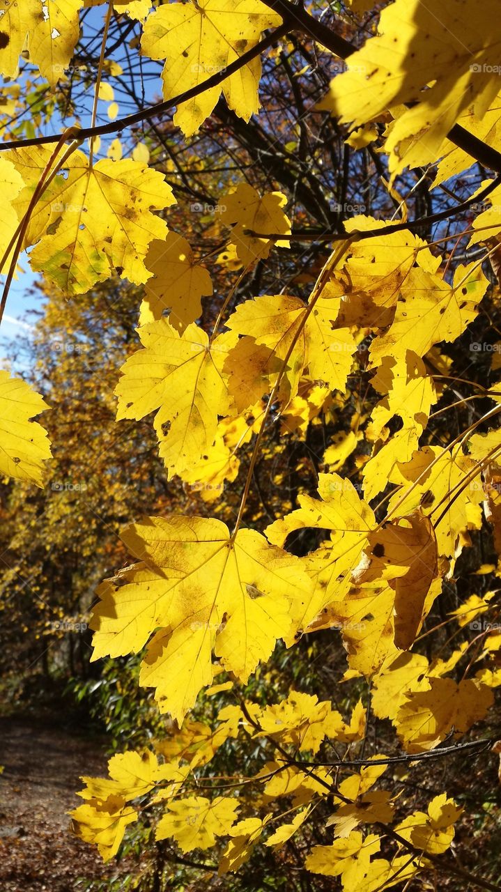 Yellow maple leaves