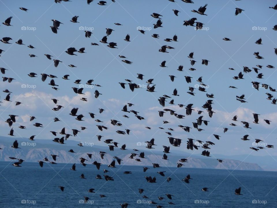 Thousand birds