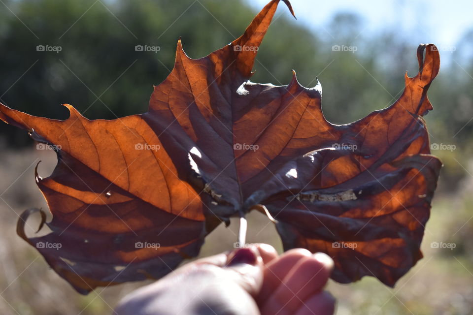 holding a pretty brown leaf