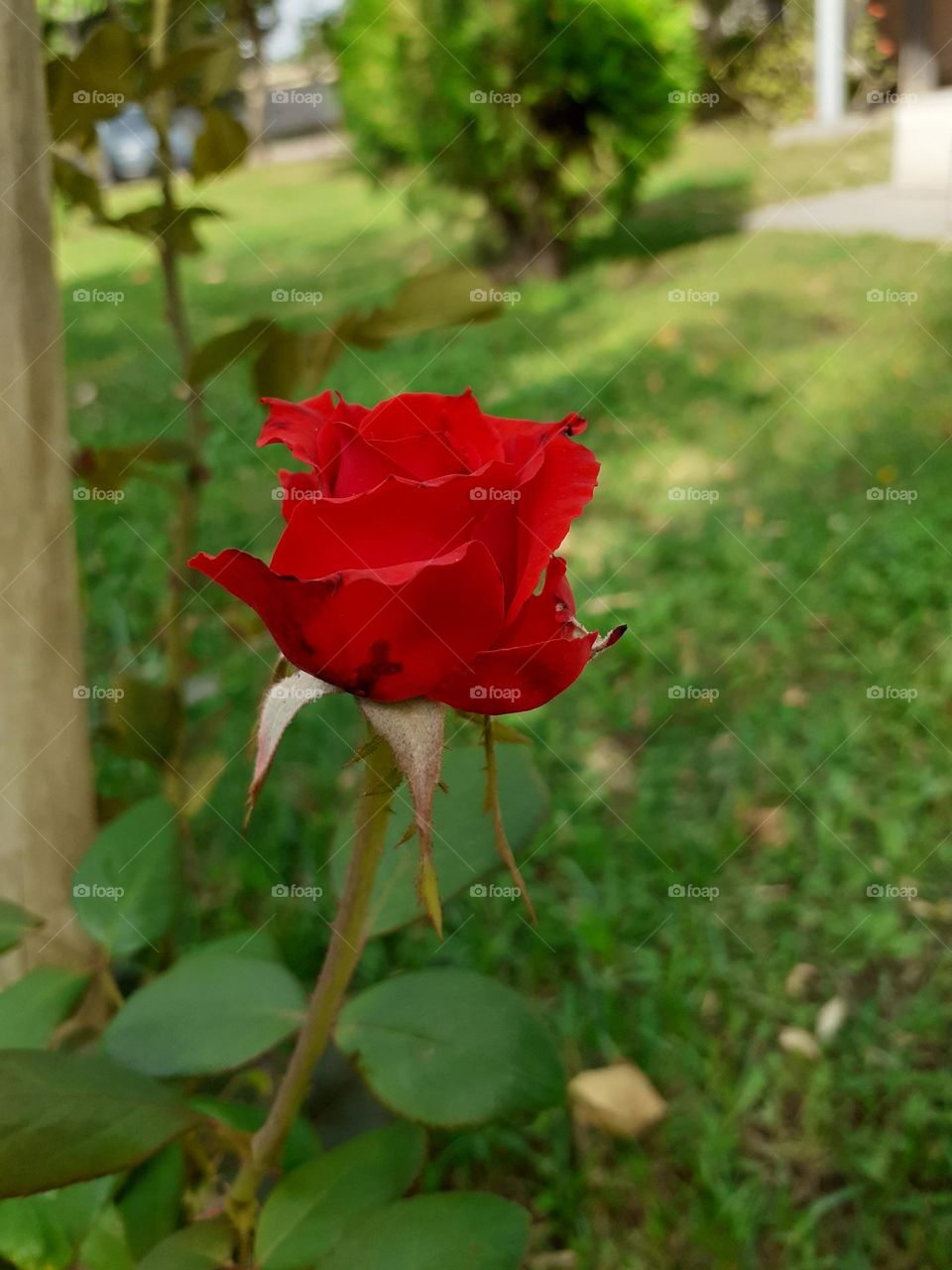 rosa roja del jardín