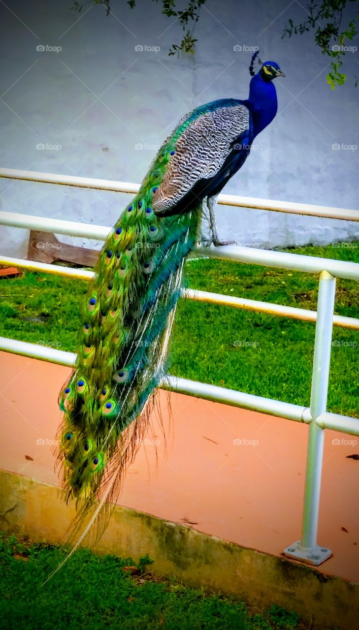 Peacock Beauty