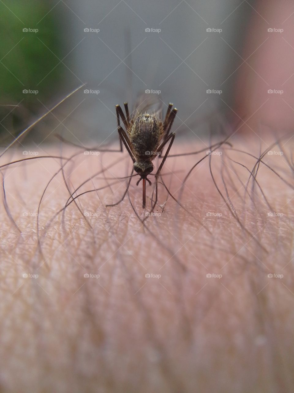 the mosquito sucks blood. A mosquito sits on the skin in humans and sucks blood. Macro shooting.