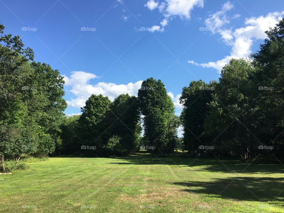 Maple and birch trees forming alleyways bridging large lawn with further field. Summertime in Maine with blue skies, white fluffy clouds, bushy green trees and yard. Wide open space.
