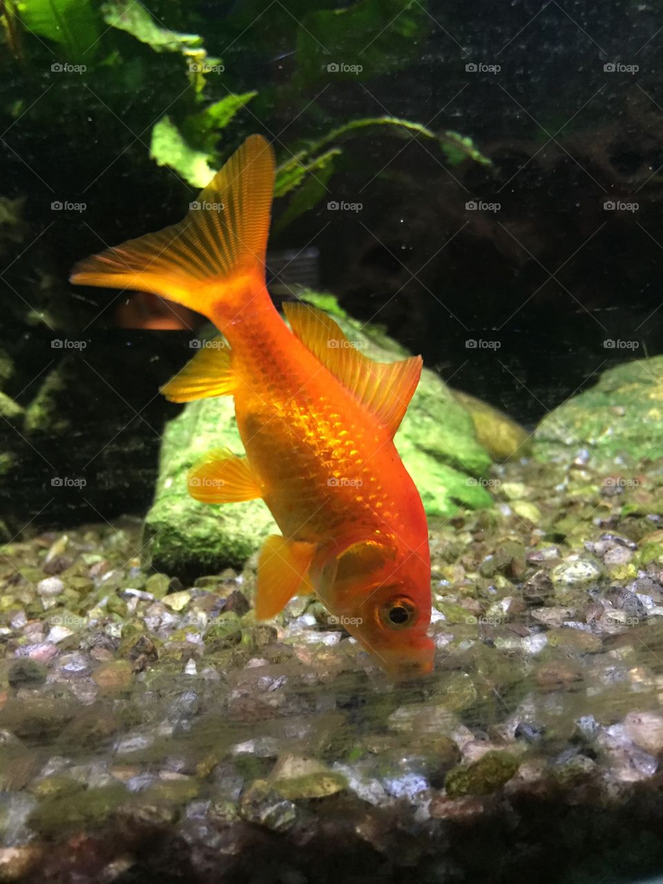 Goldfish in tank