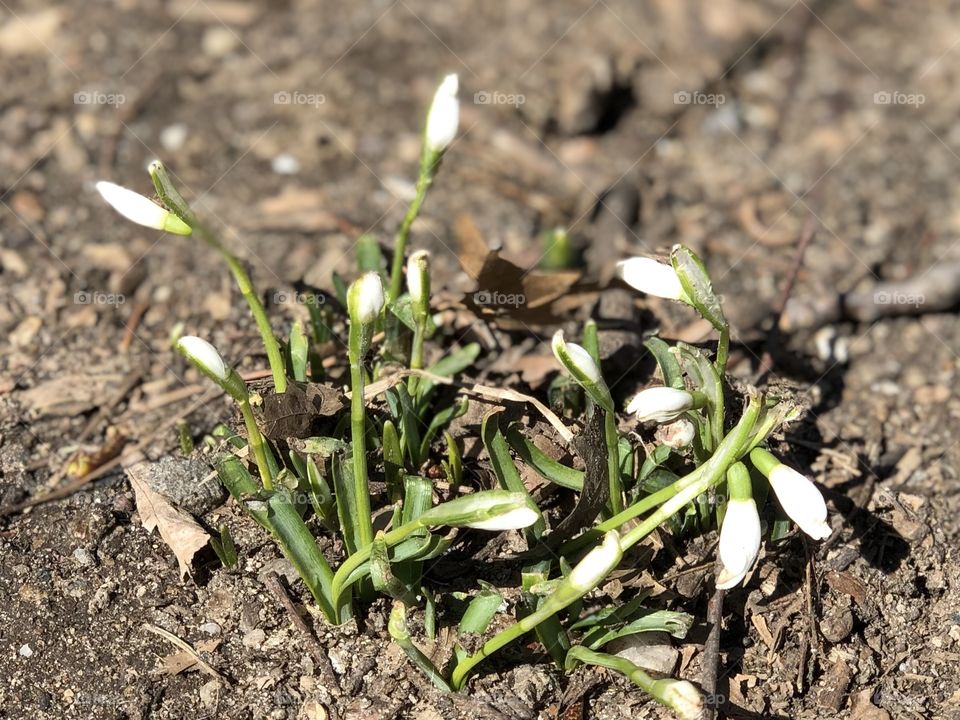 Snowdrops!