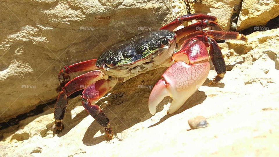 crab