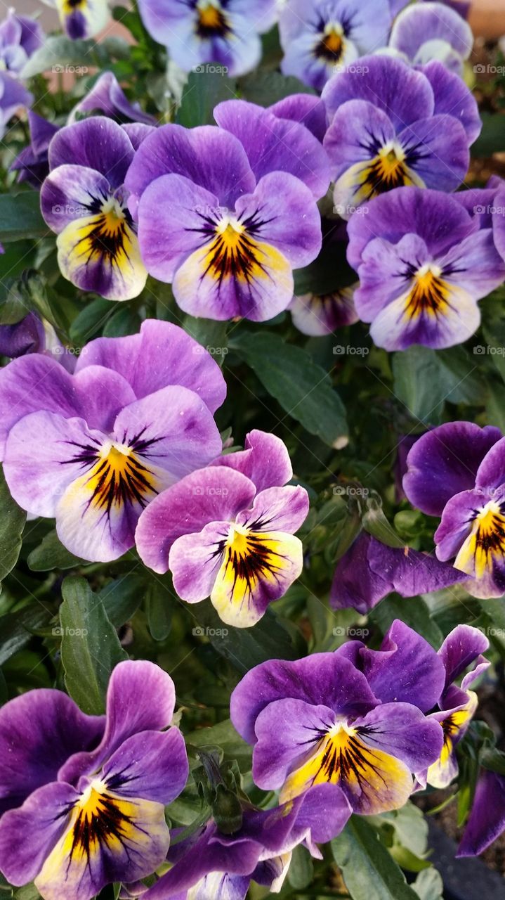 High angle view of purple flower