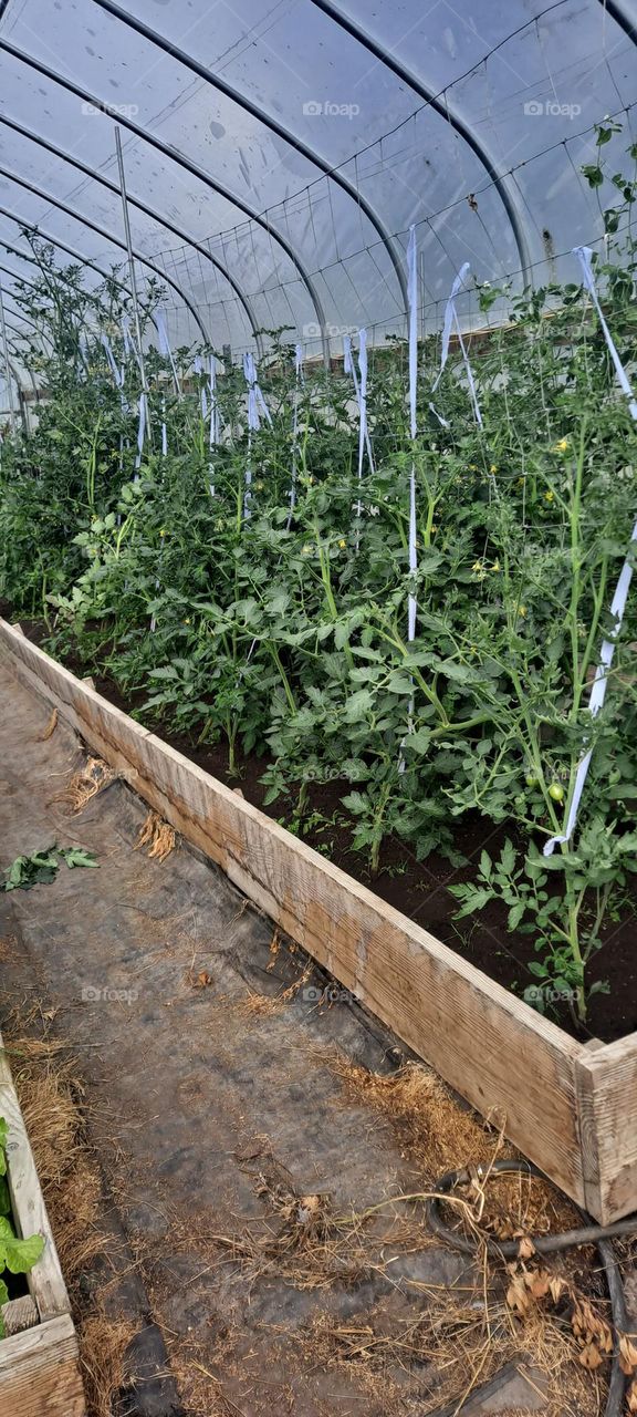 tomatoes 🍅 greenhouse