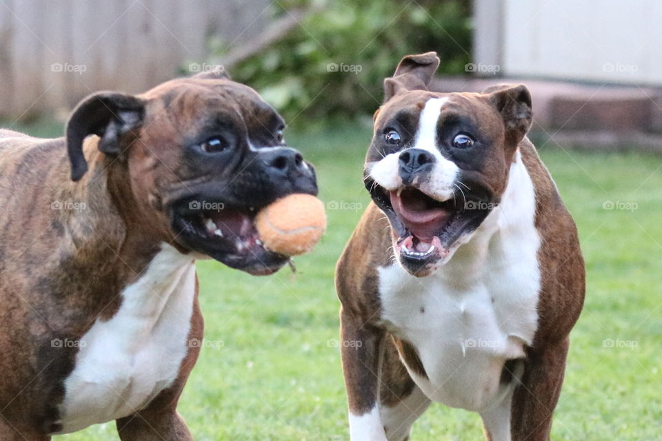 Goofy boxers