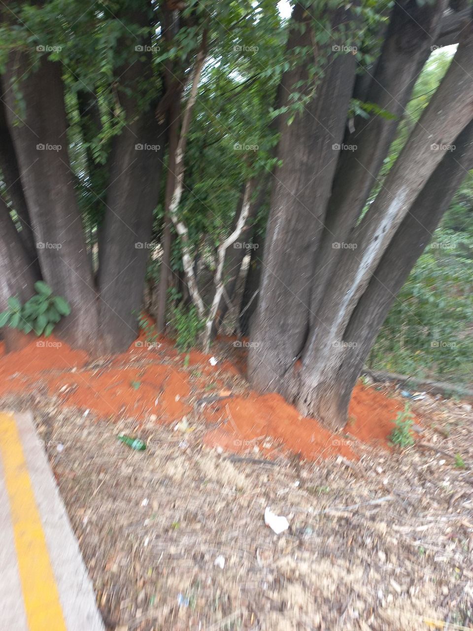 Plantas infestadas por insetos, como os pulgões, podem atrair mais formigas. Isso acontece, porque essas pragas agrícolas expelem uma substância  doce, que atrai as formiguinhas, para o jardim  , canteiros ou plantações