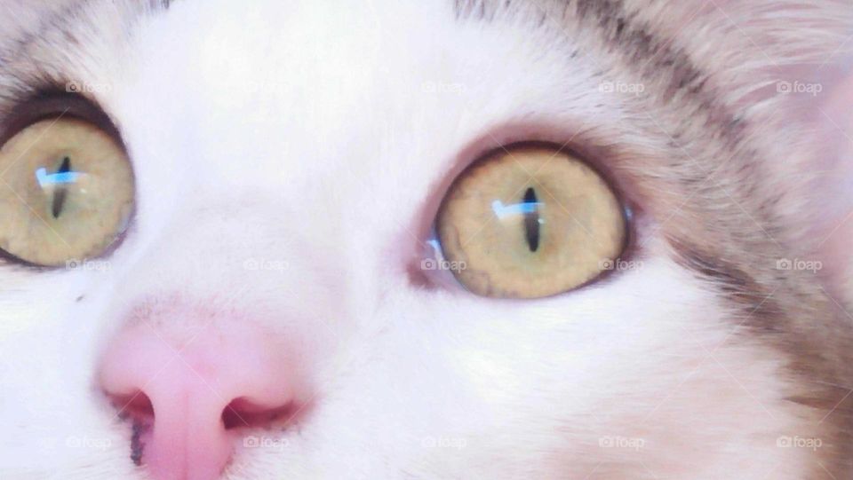 Yellow eye of my cat