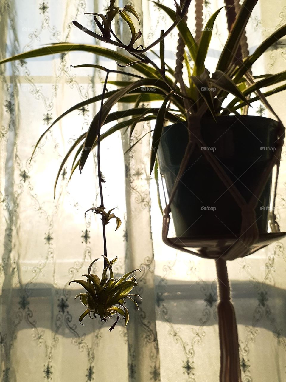 Spider Plant