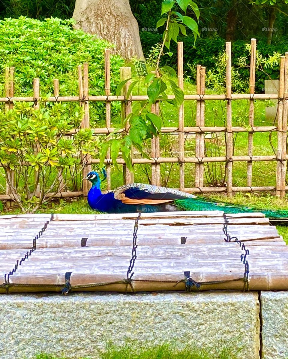 Beautiful peacock🦚