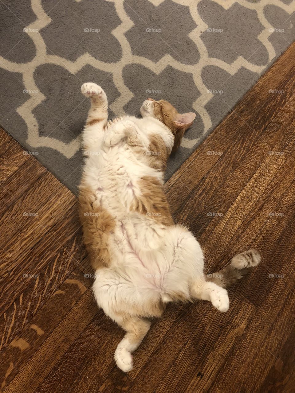 Cat belly