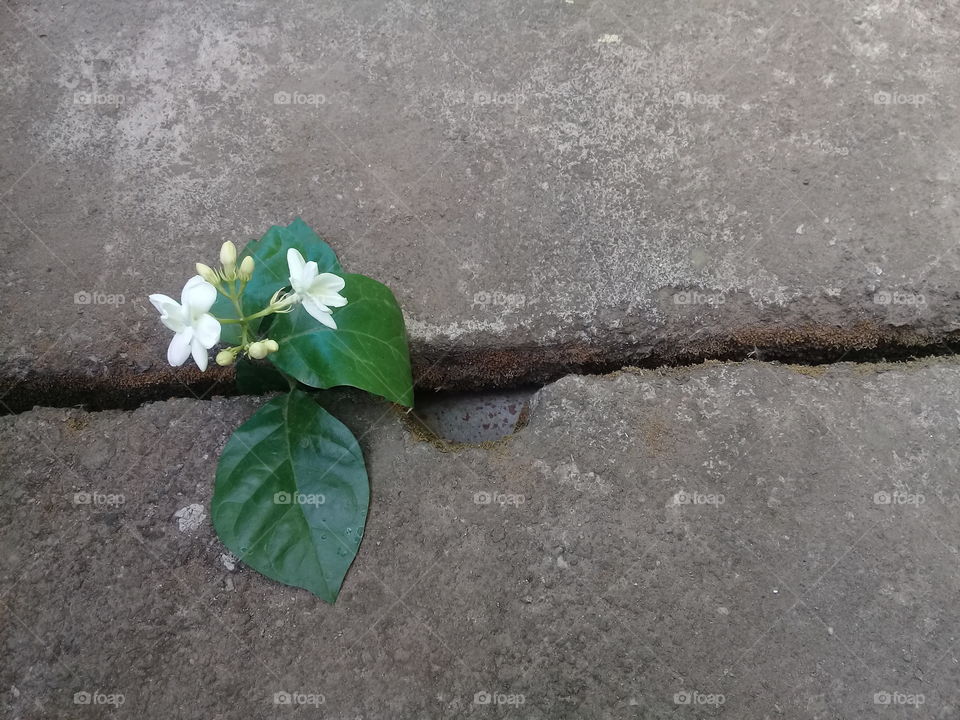 jasmine flower interrupted by the wall