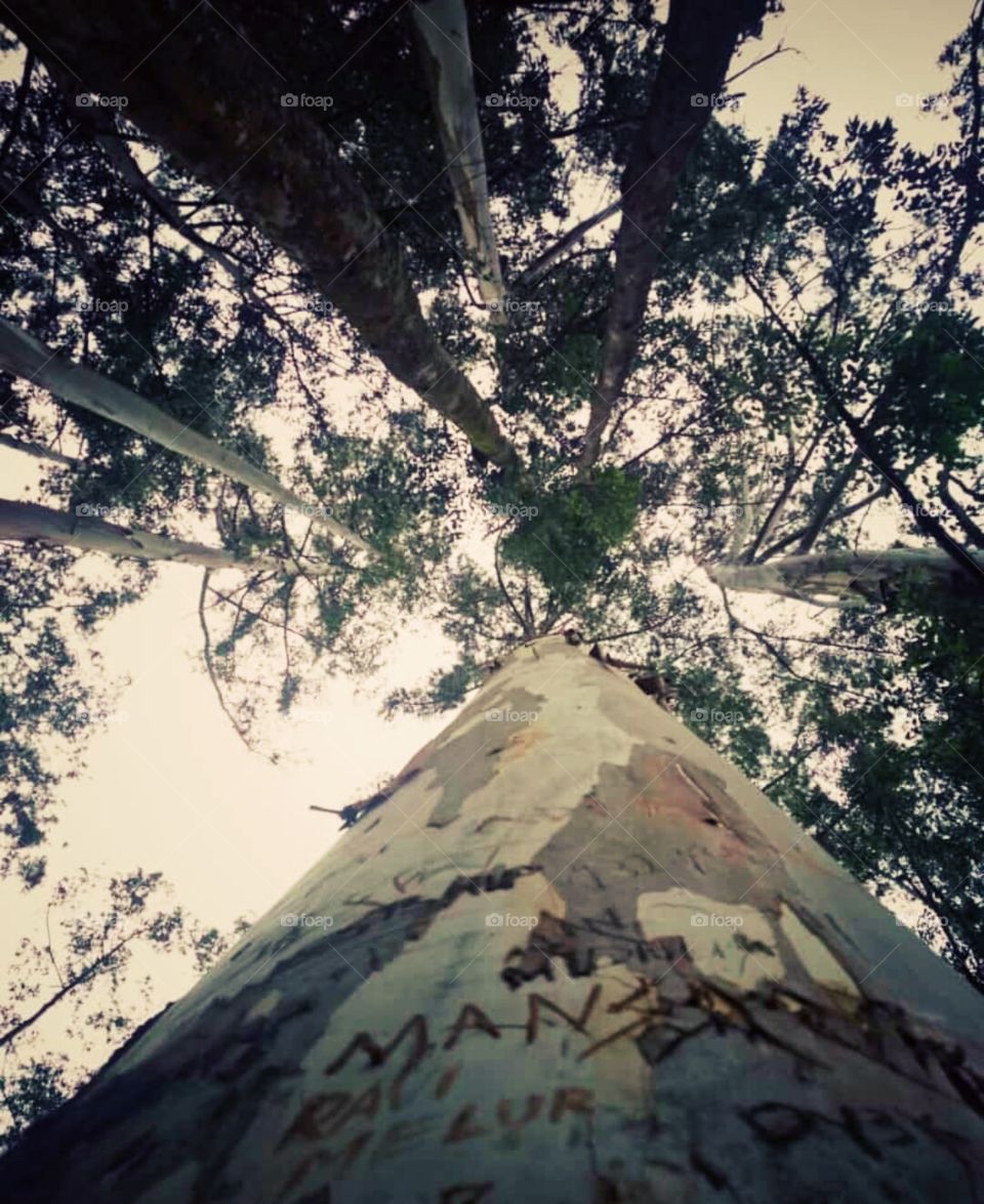 tree world