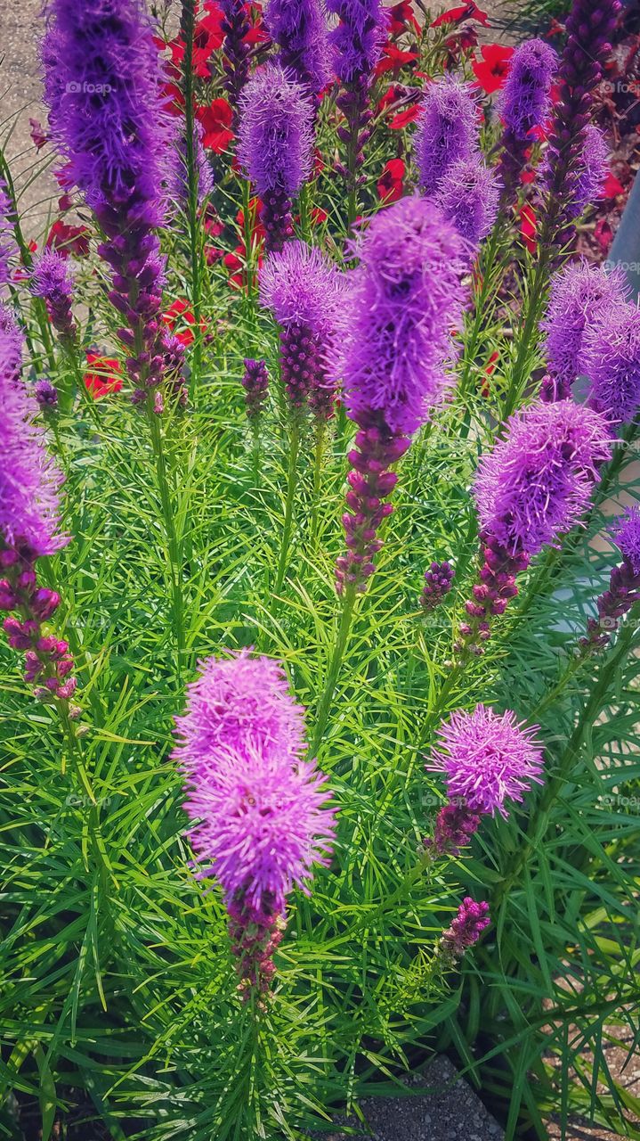 Purple Blooms