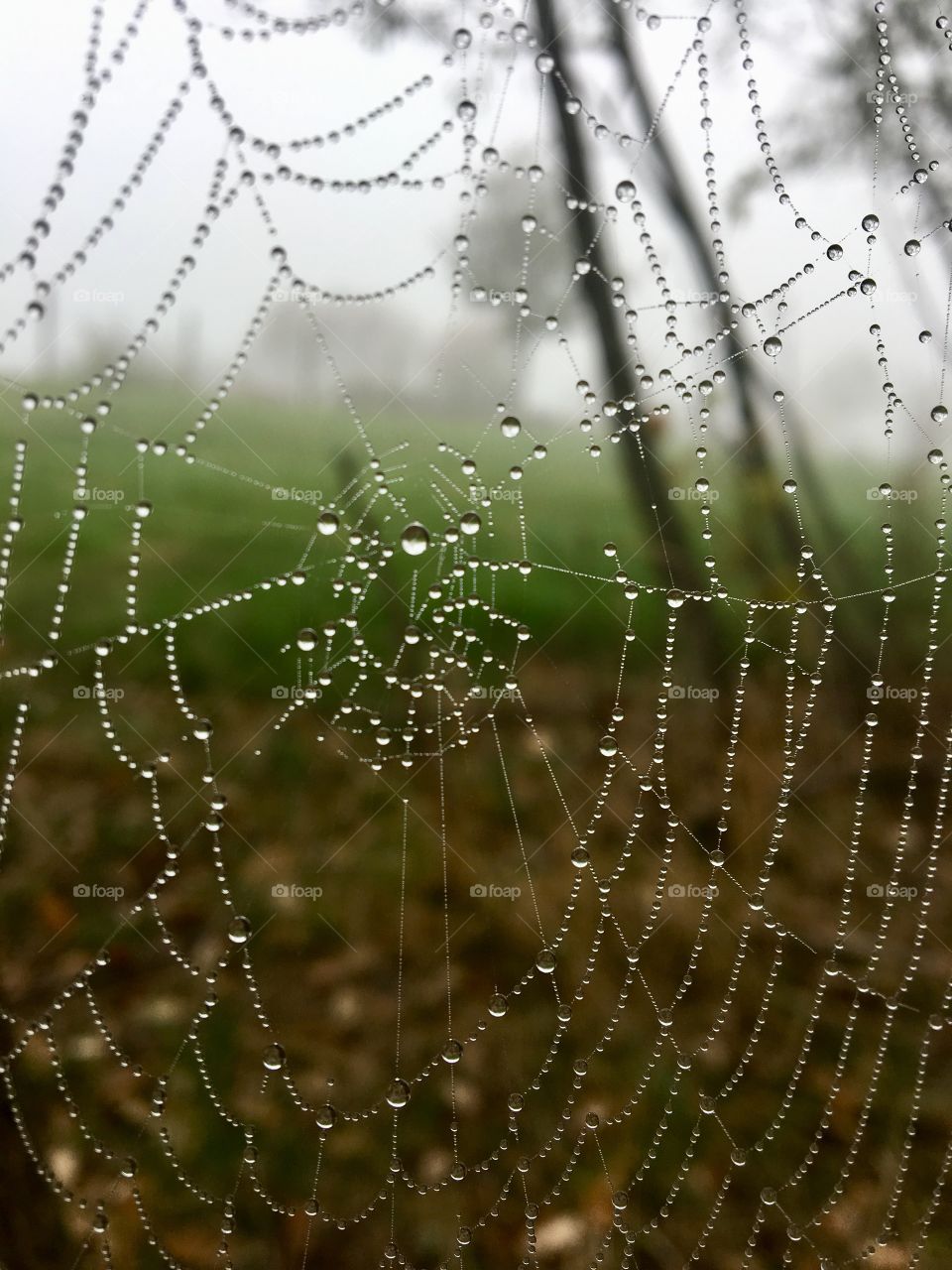 Spiderweb with waterdrops on foggy landscape 