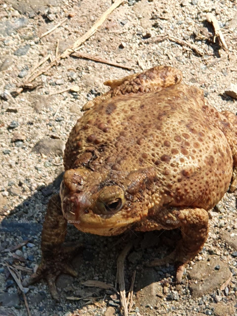 Toads