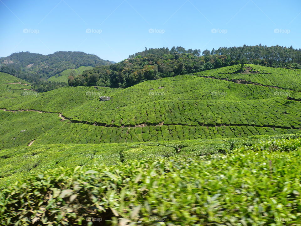 Tea plantation Valley