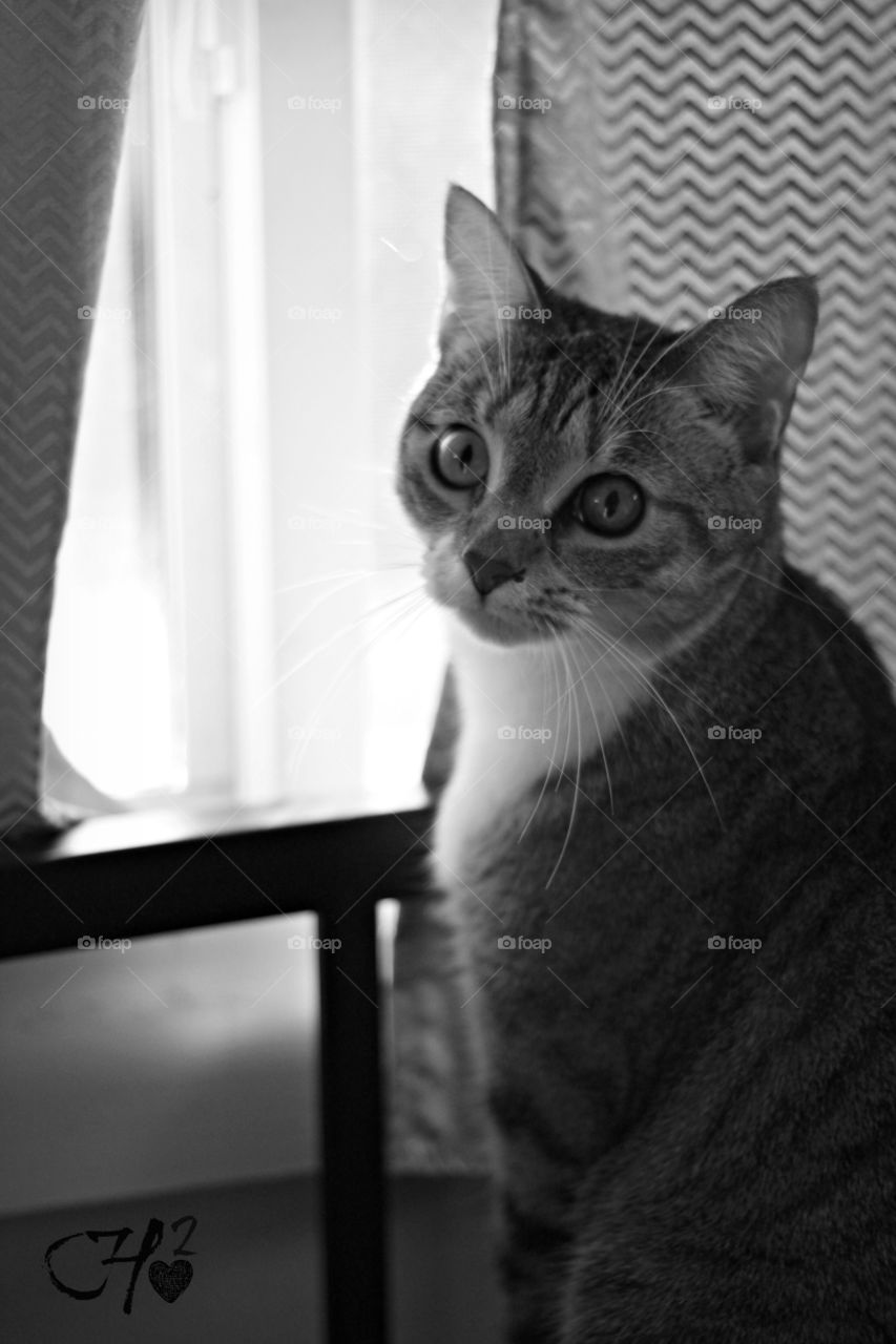 Cat looking out window 