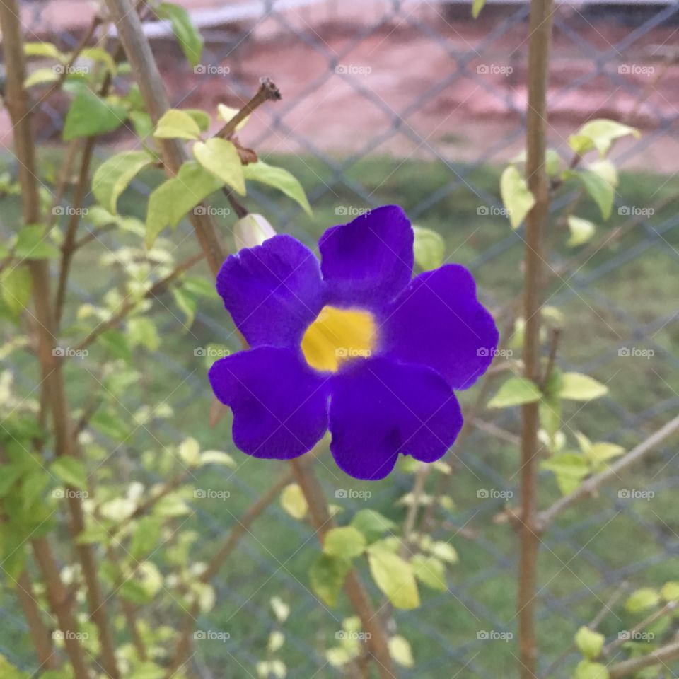 🌹 🇺🇸 Very beautiful flowers to brighten our day.  Live nature and its beauty. Did you like the delicate petals? / 🇧🇷 Flores muito bonitas para alegrar nosso dia. Viva a natureza e sua beleza. Gostaram das pétalas delicadas? 
