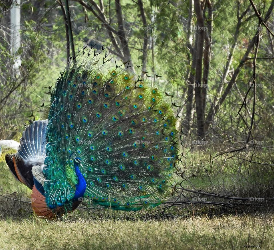natural photo- peacock 
