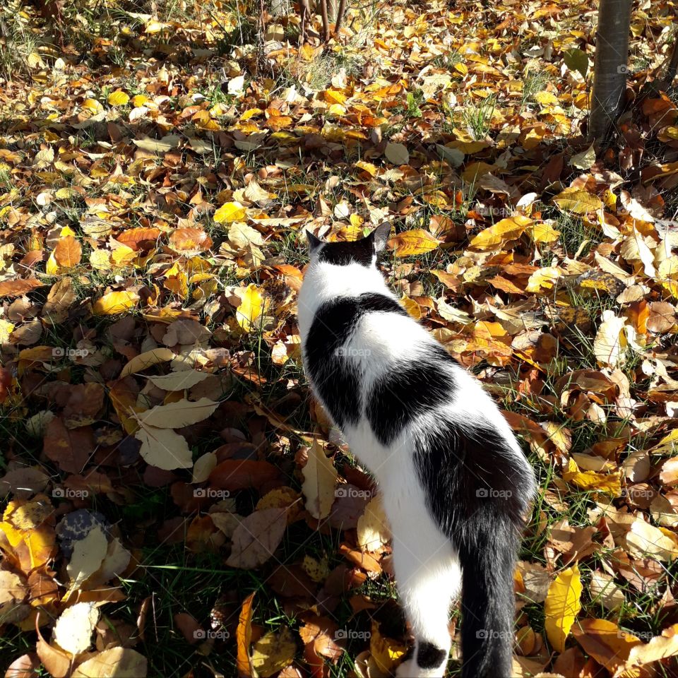 Black-white cat in sunlit autumn garden with fallen leaves