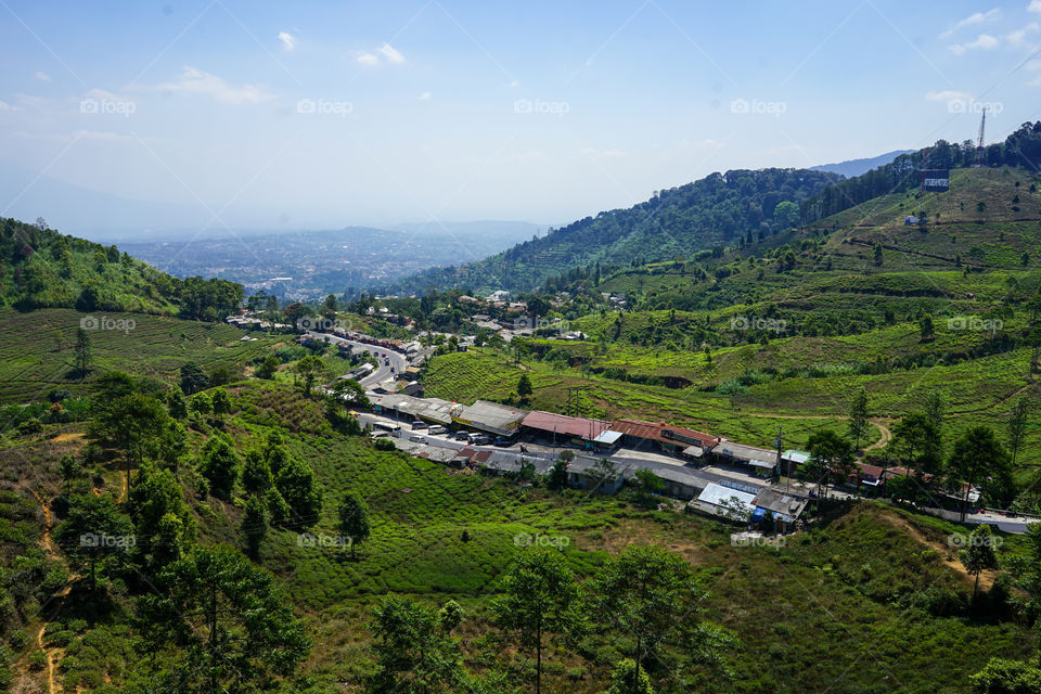 tea plantation of puncak, west java, indonesia