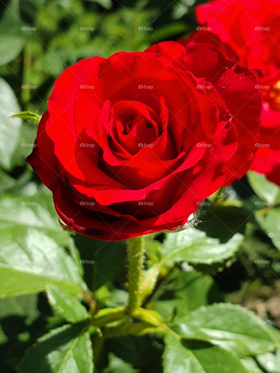 bright red rose in the garden