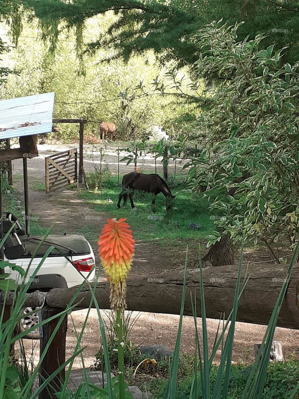 el caballo entró tranquilo a la cabaña