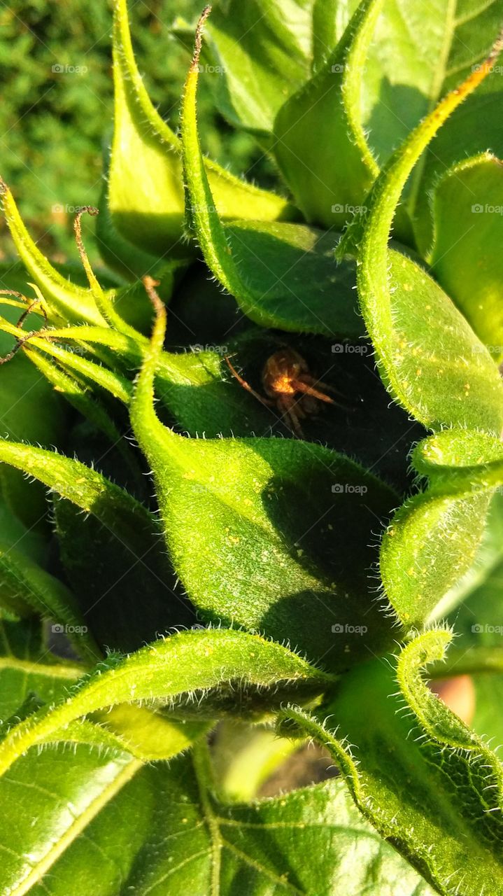 Spider in Sunflower