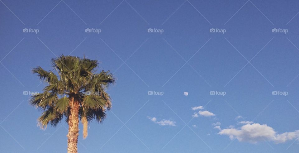 moon and palm tree