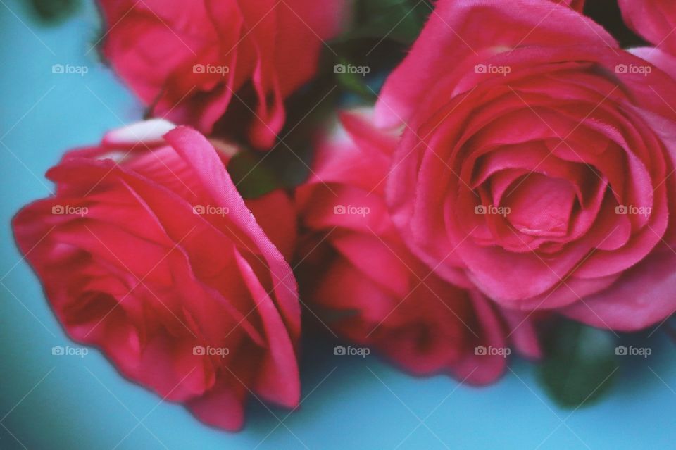 Close-up of roses