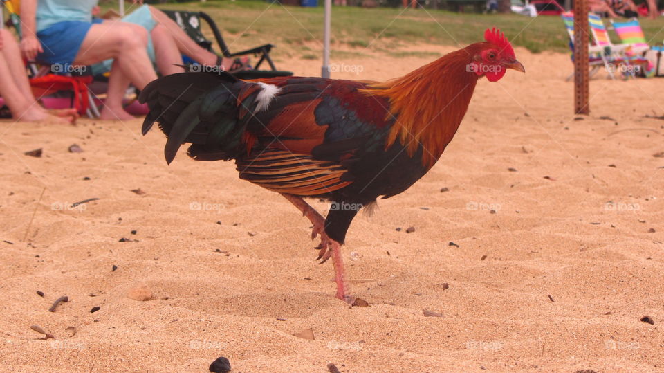 Rooster on the beach