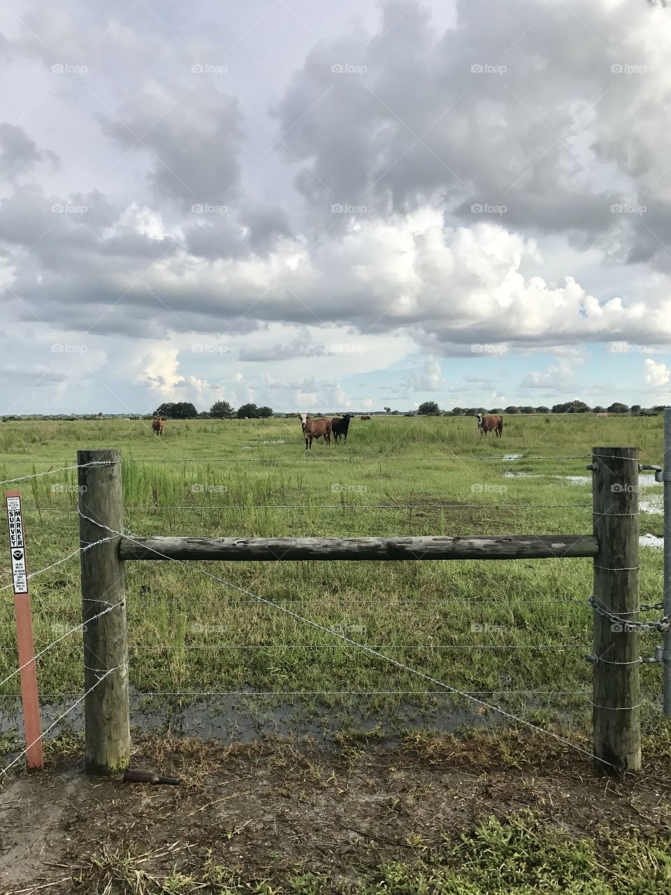 Cow fence