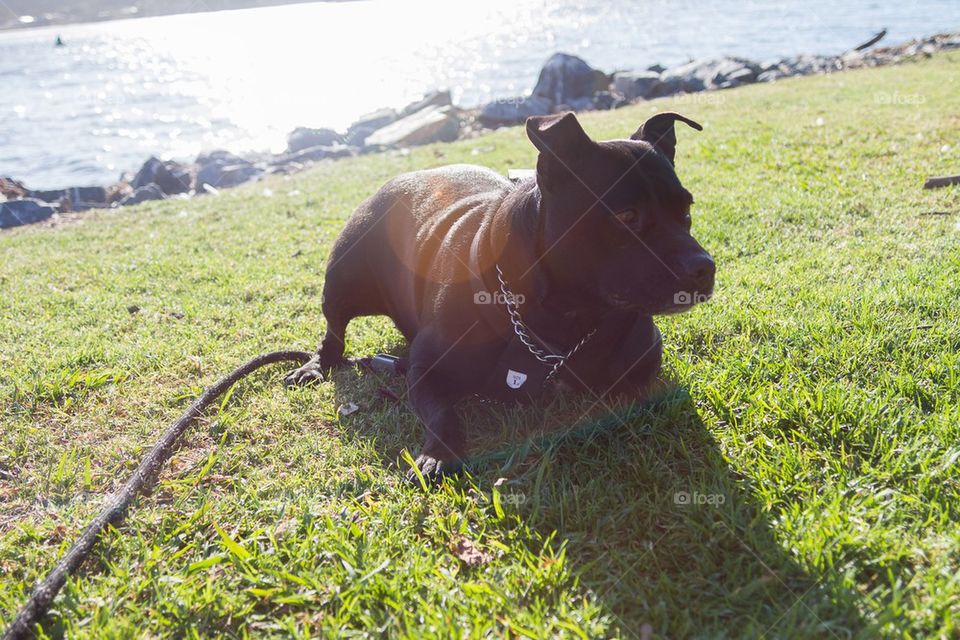 Staffy in the sun 