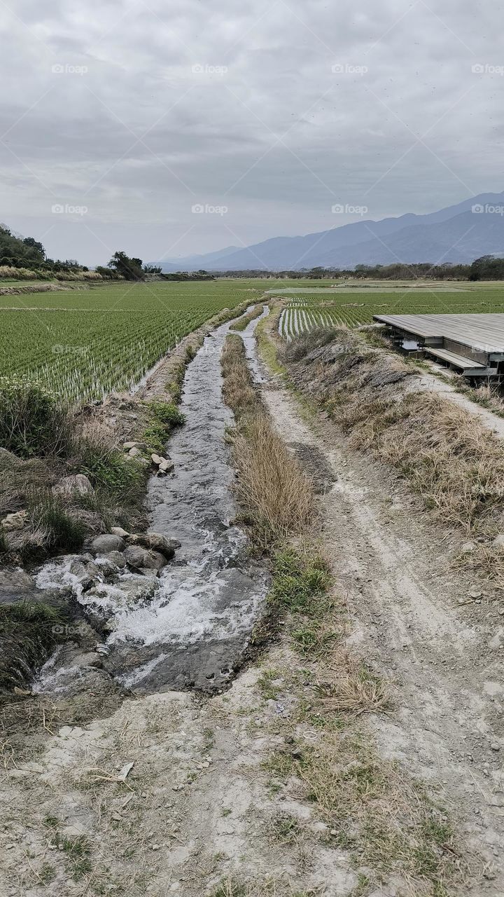 Waterway leading to rice fields